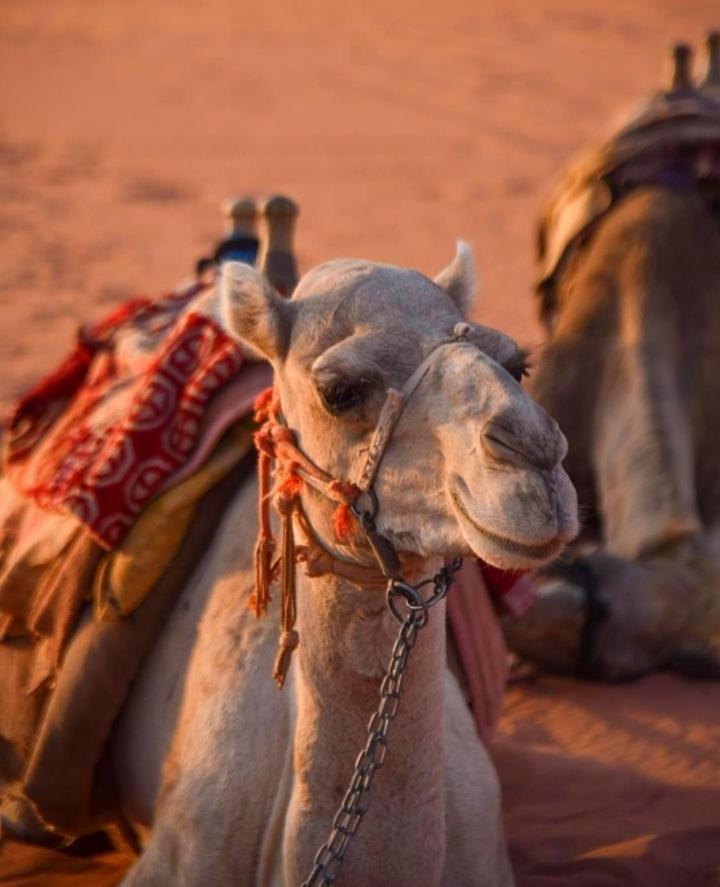 Hidden Wadi Rum Camp Exterior photo